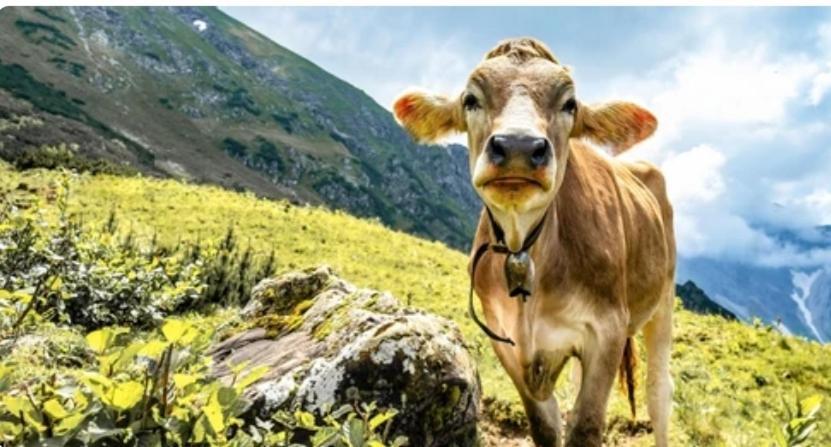 Ferienwohnung Weber Alpenglueck Lechbruck Eksteriør bilde
